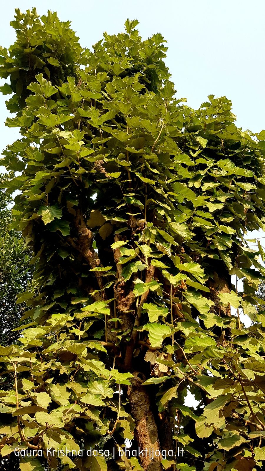  Varshana parikrama and preaching. 2019.12.10
